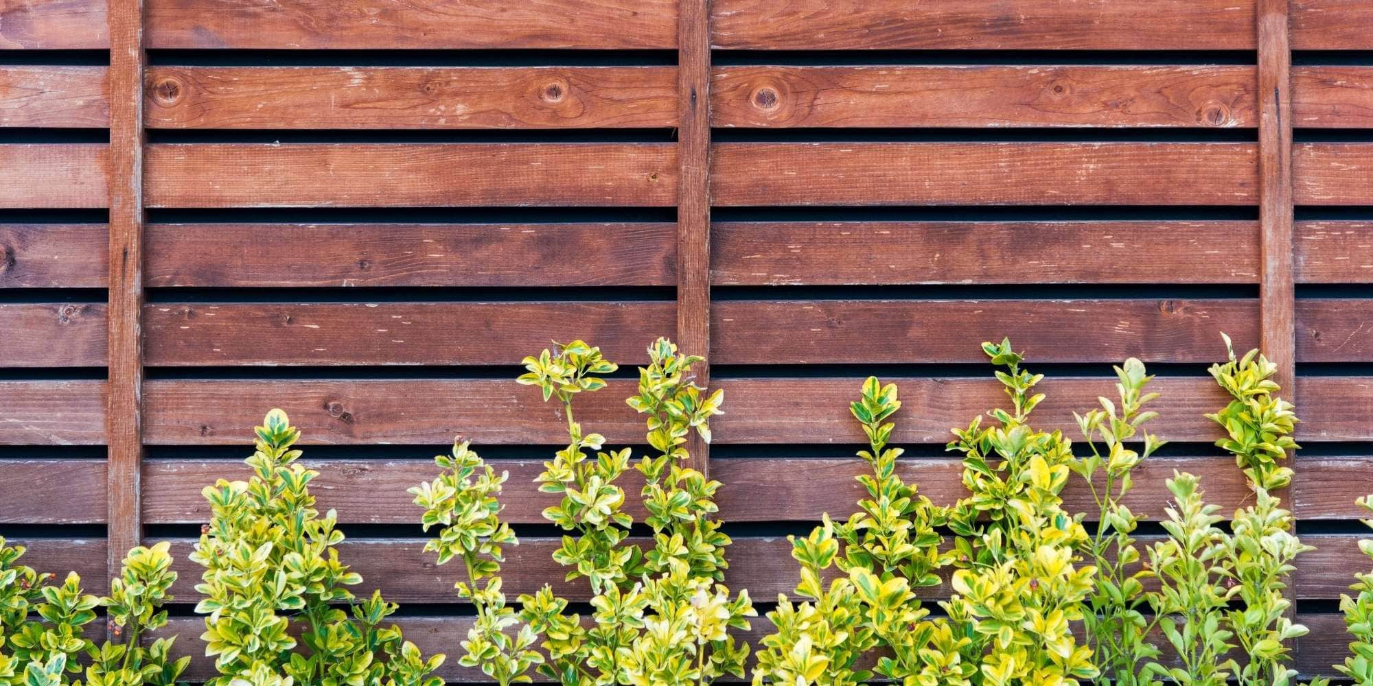 Several green shrubs with yellow-tipped leaves grow in front of a wooden fence made of horizontal slats. The rich brown wood, perfect for highlighting with painting services Macomb & Oakland Counties, features visible grain patterns.