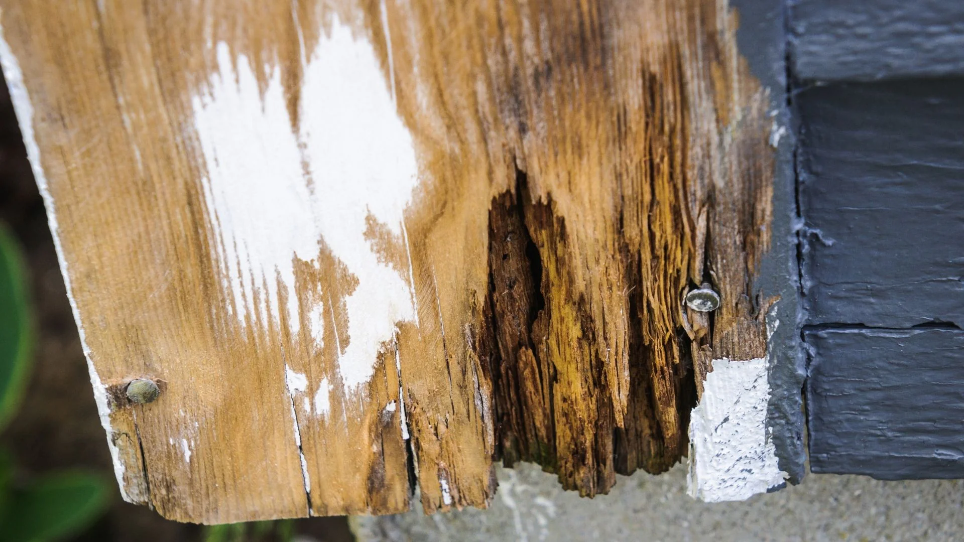 Close-up of rotting wood on a painted exterior wall, showing peeling paint and weathered damage.